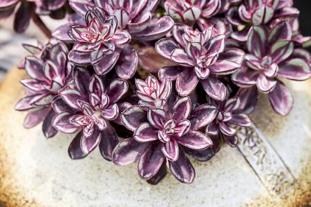 ÉÂÎ÷²ÌÓÀºêµÈ29ÈËÉæºÚ°¸Ò»ÉóÐûÅÐ Ê×·¸±»ÅÐÐÌ25Äê